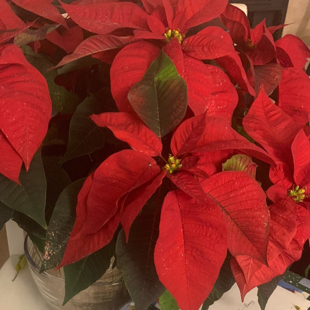 Meet your Posher, Justine